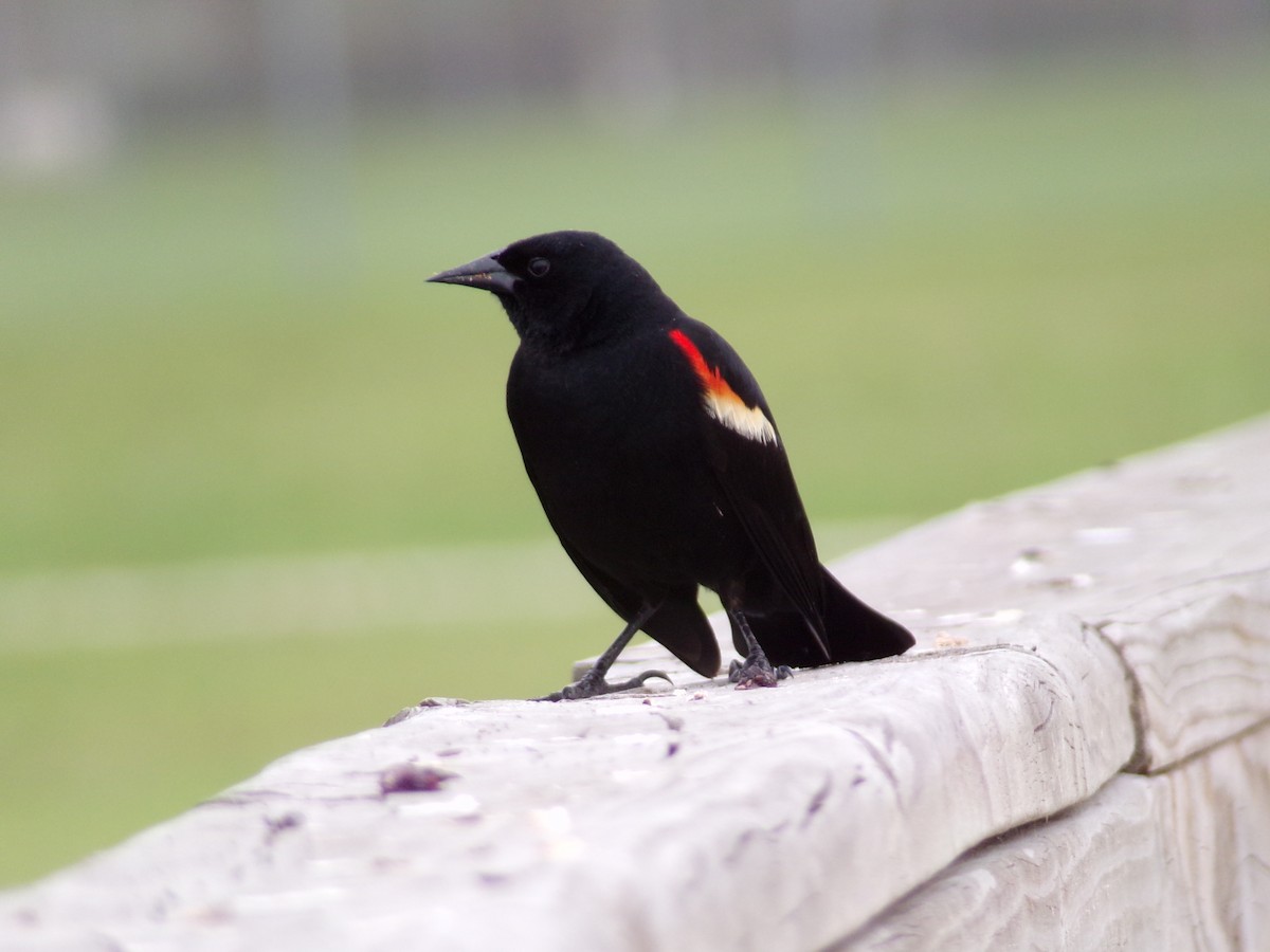 Red-winged Blackbird - Texas Bird Family