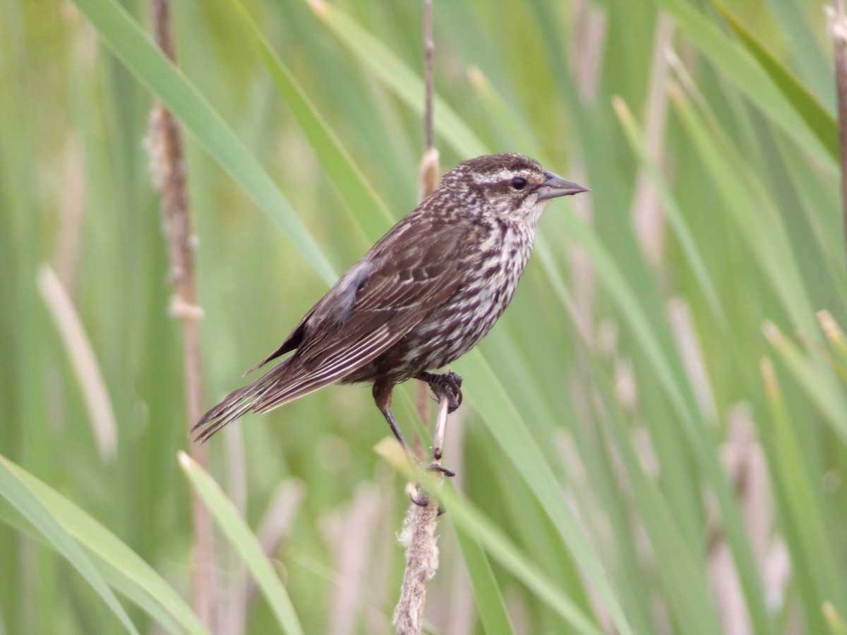 Red-winged Blackbird - Texas Bird Family