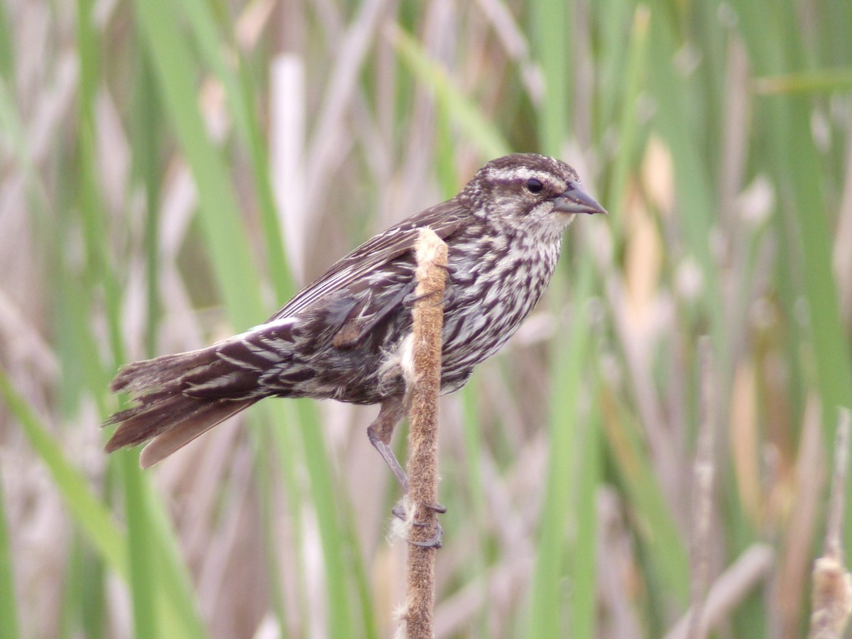 Red-winged Blackbird - Texas Bird Family