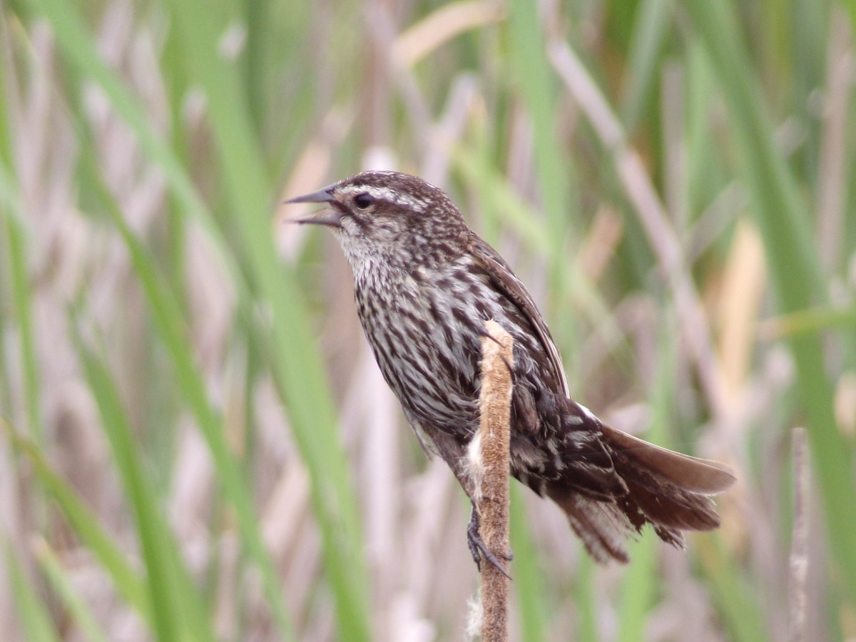 Red-winged Blackbird - Texas Bird Family