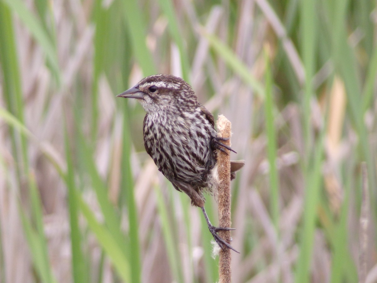 Red-winged Blackbird - Texas Bird Family