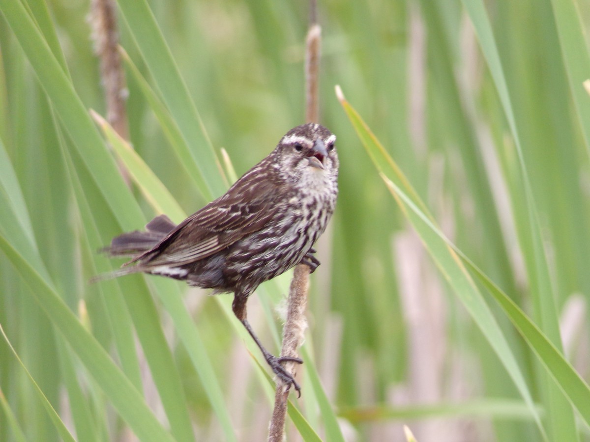 Red-winged Blackbird - Texas Bird Family