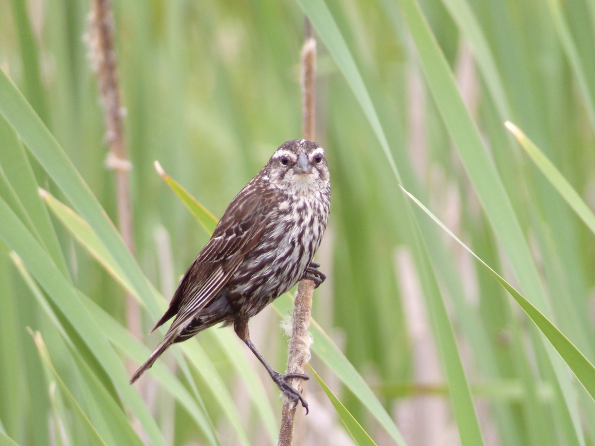 Red-winged Blackbird - Texas Bird Family