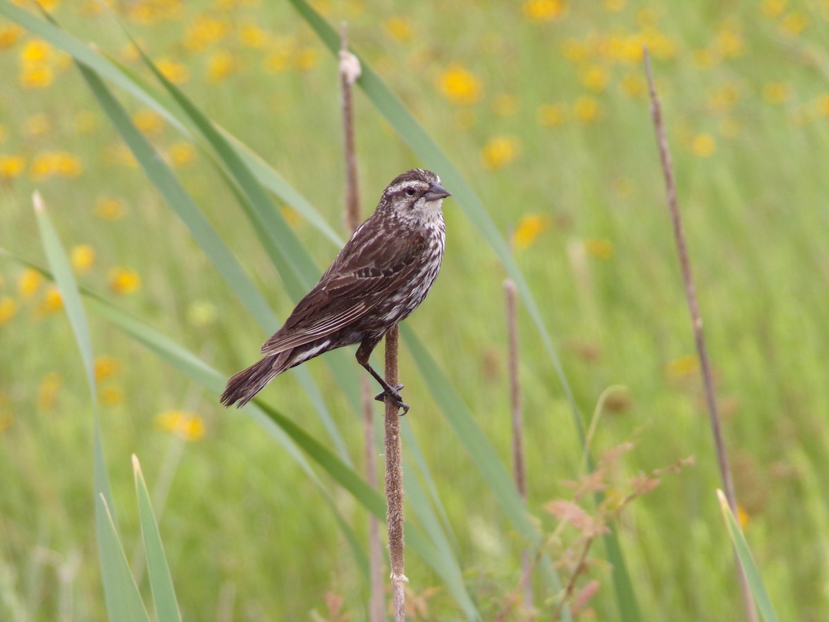 Red-winged Blackbird - Texas Bird Family