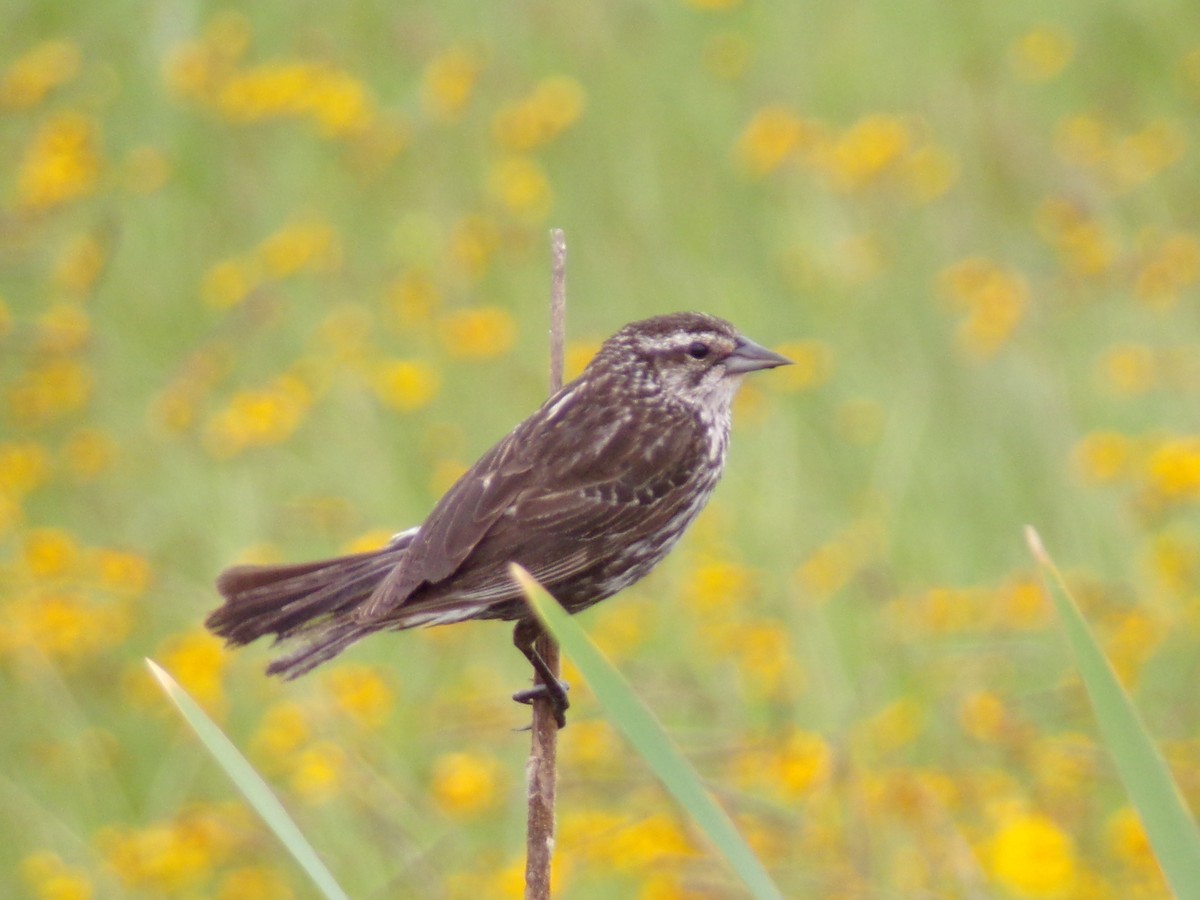 Red-winged Blackbird - Texas Bird Family