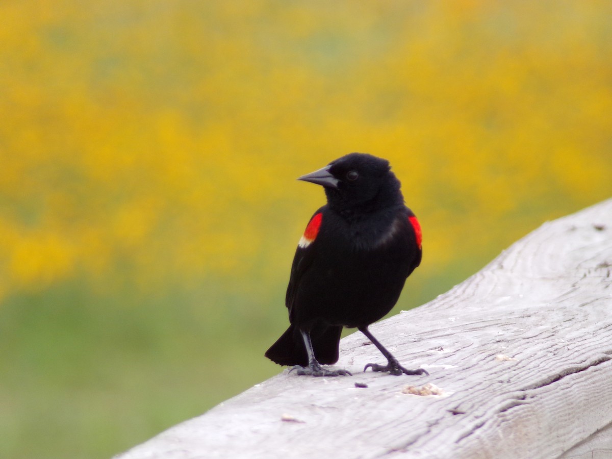 Red-winged Blackbird - Texas Bird Family