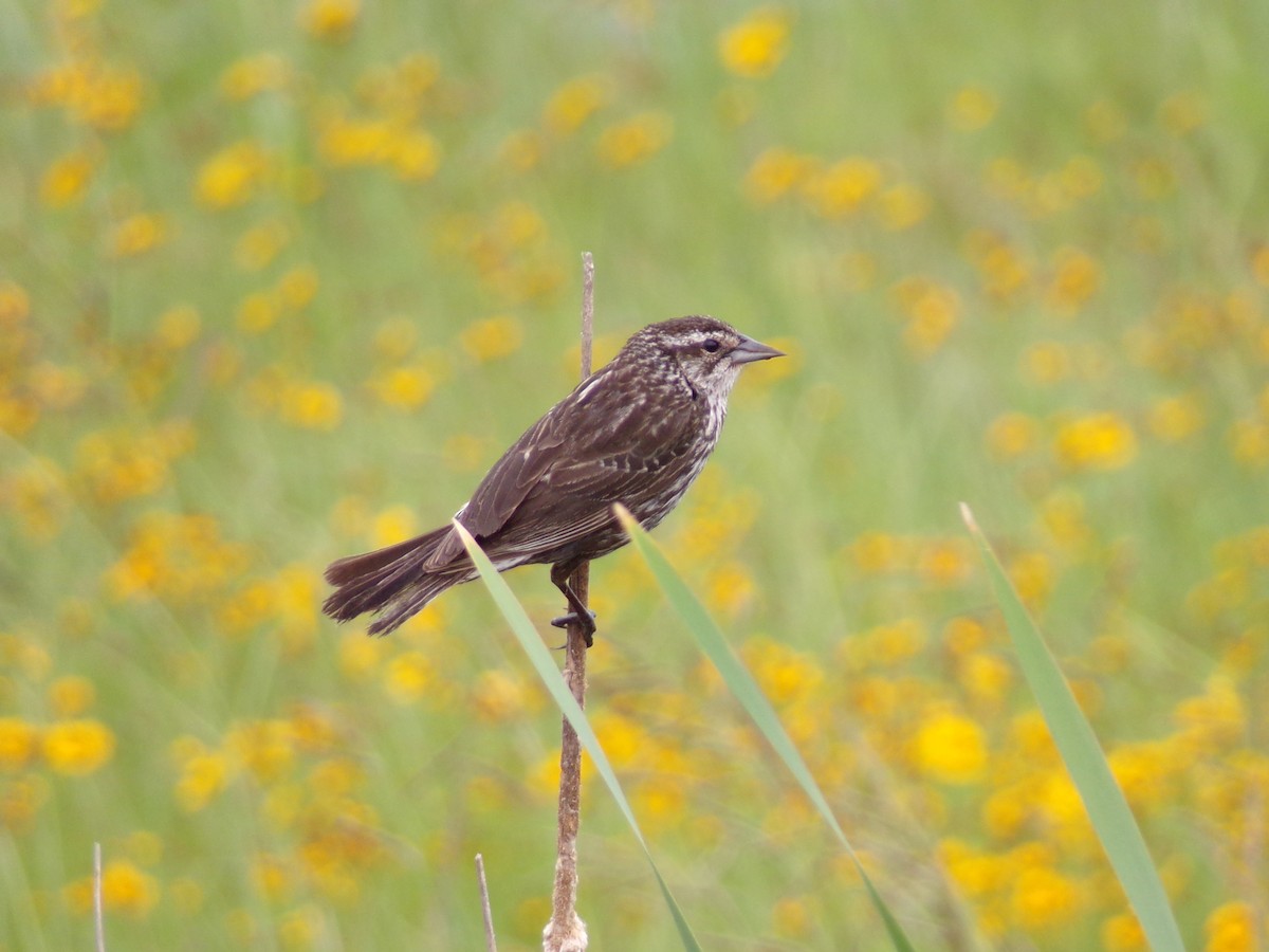 Red-winged Blackbird - Texas Bird Family