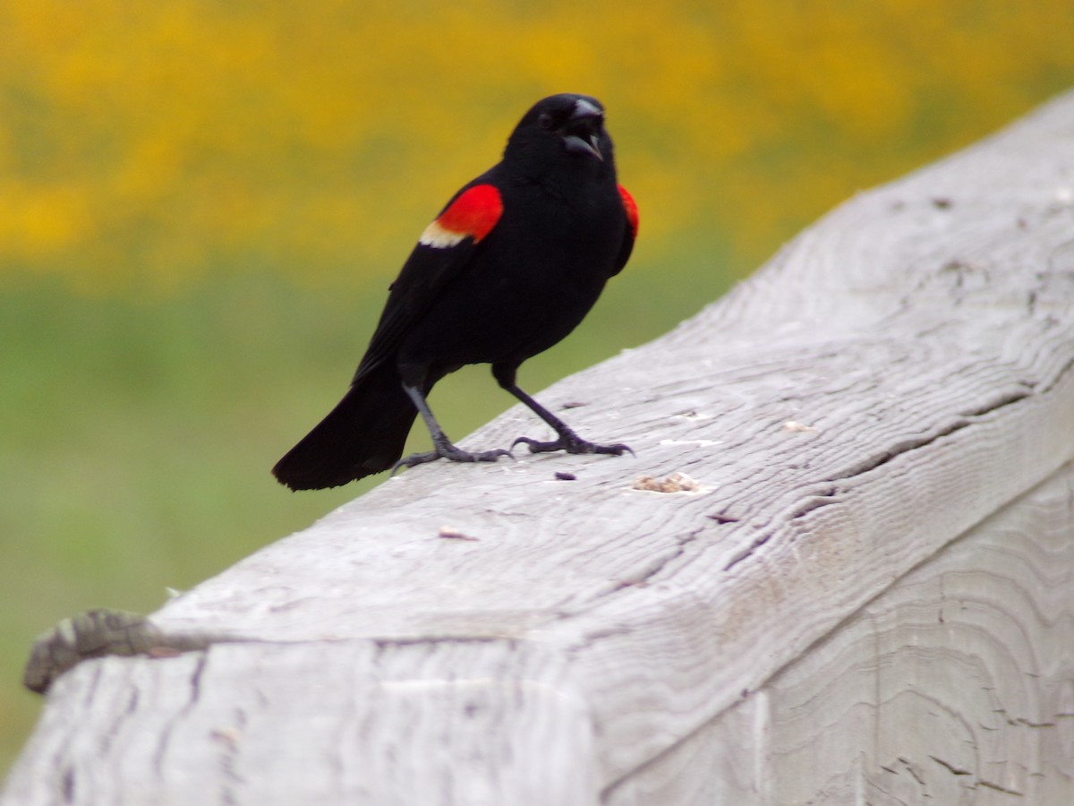 Red-winged Blackbird - Texas Bird Family