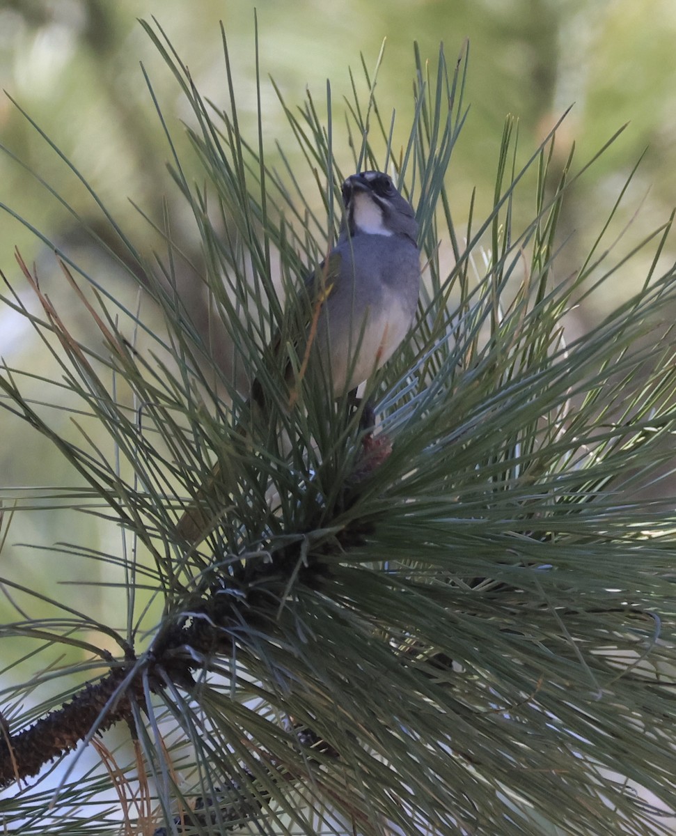 Green-tailed Towhee - Gretchen Framel