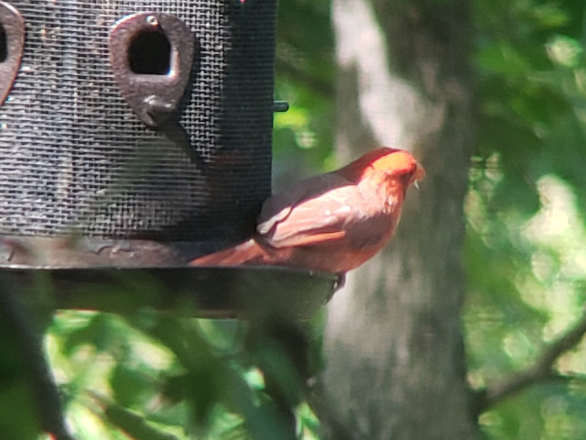 Northern Cardinal - Michelle Spacek