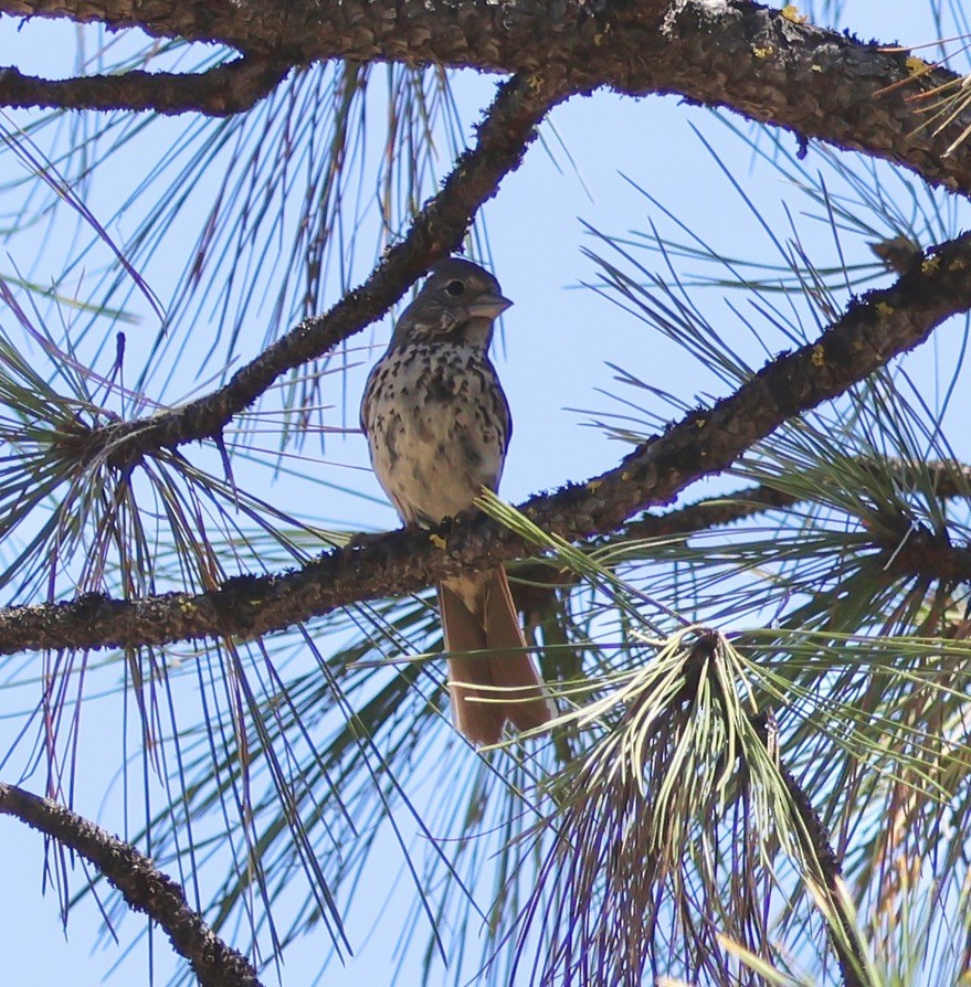 Fox Sparrow - ML618818211