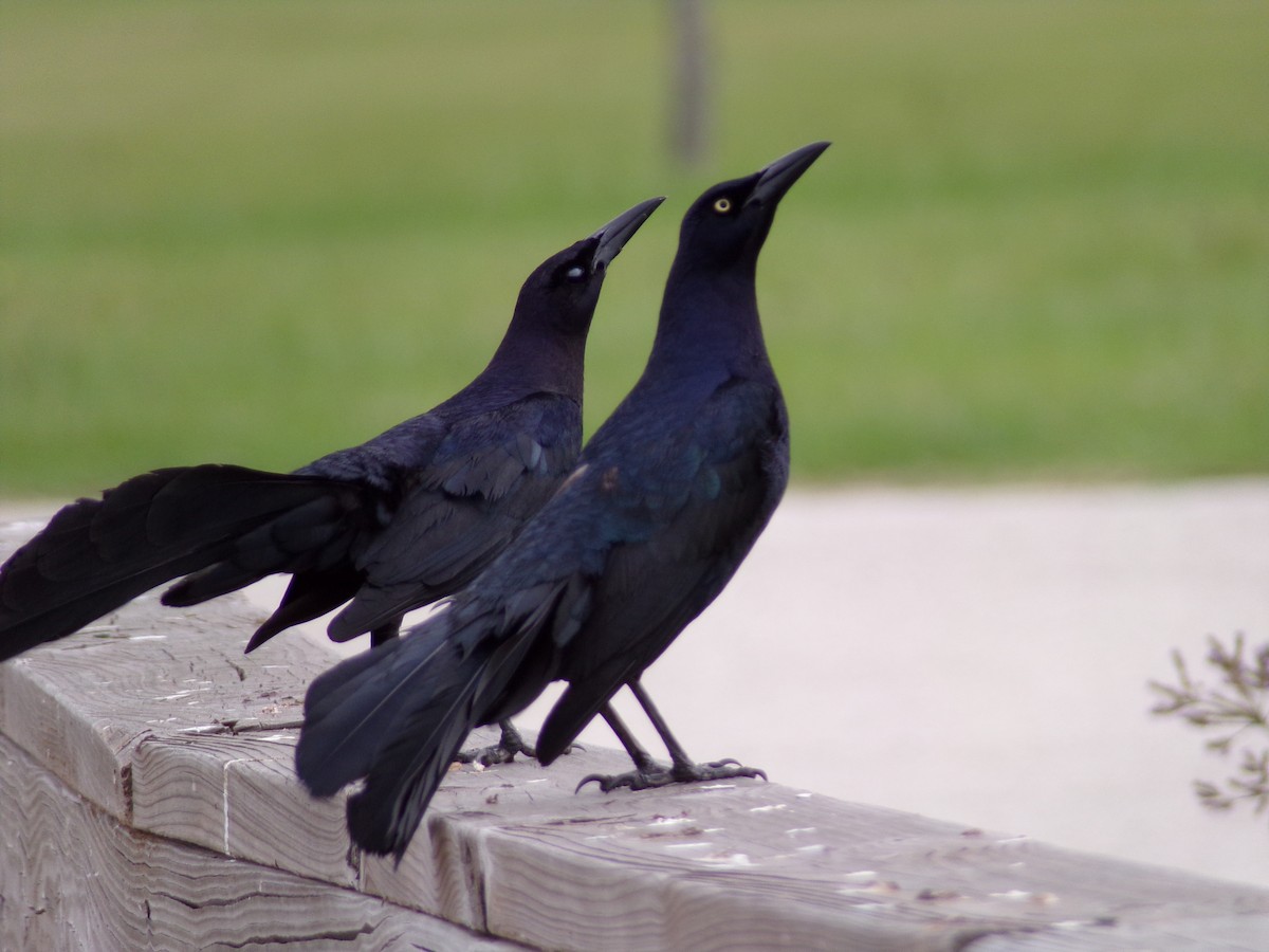 Great-tailed Grackle - Texas Bird Family