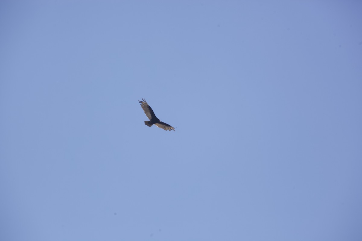 Turkey Vulture - Paul Miller