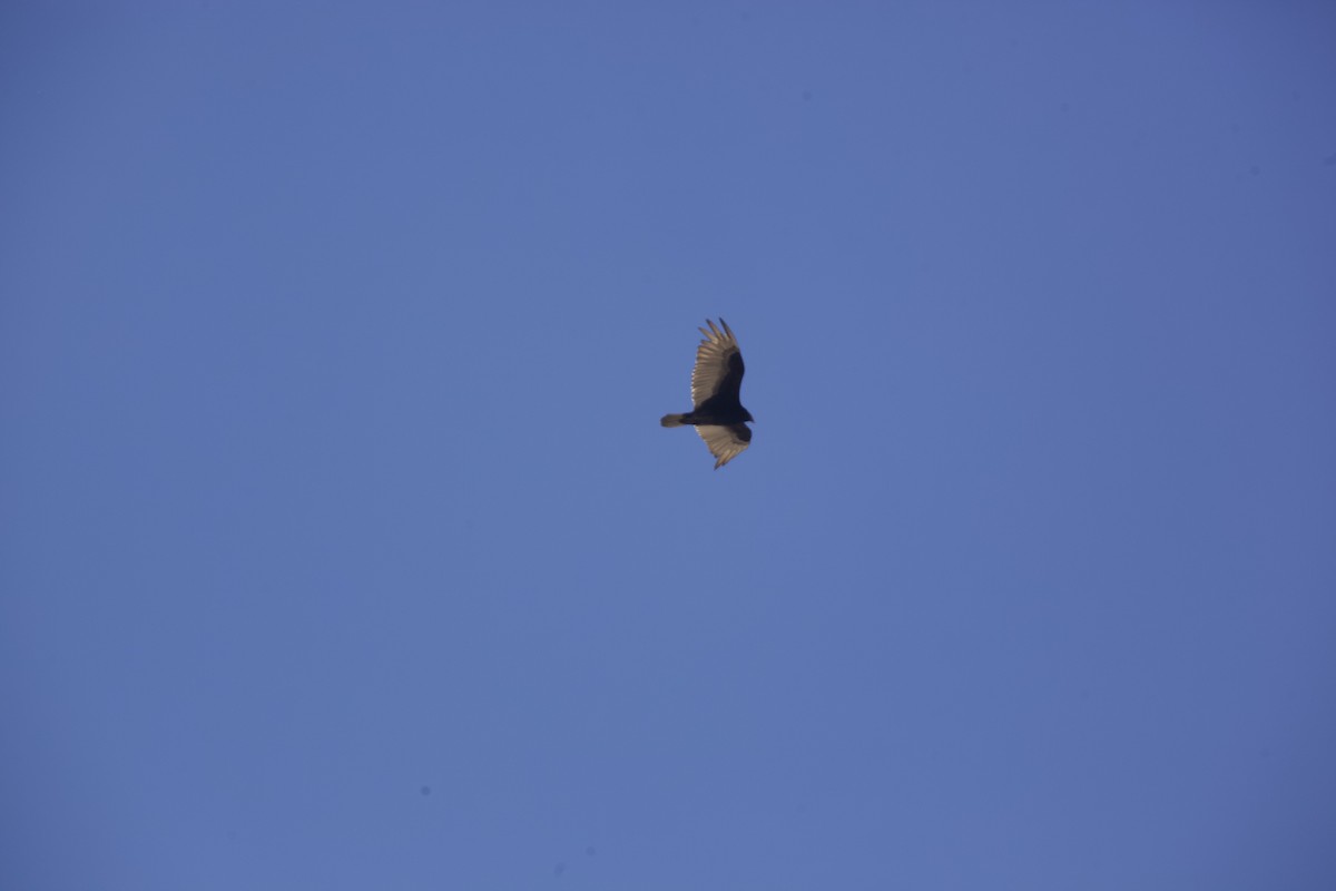 Turkey Vulture - Paul Miller