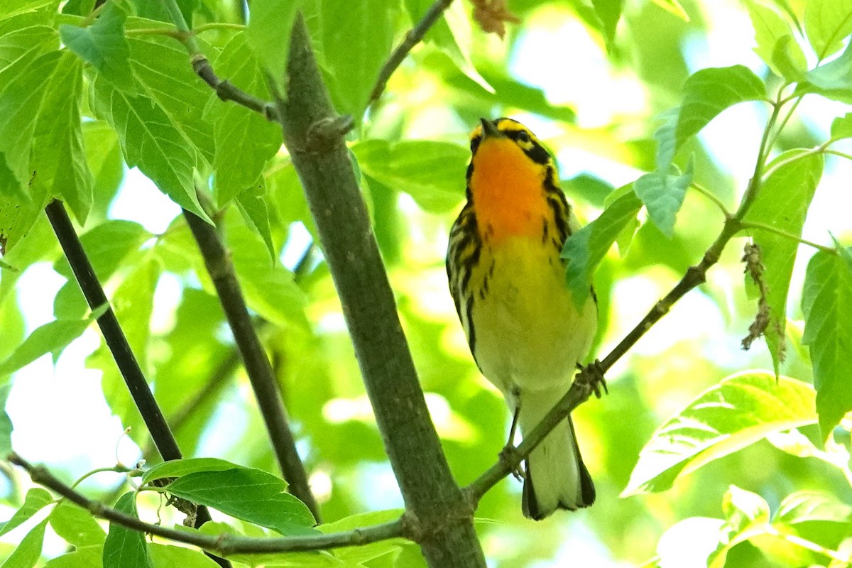 Blackburnian Warbler - Allison Graves