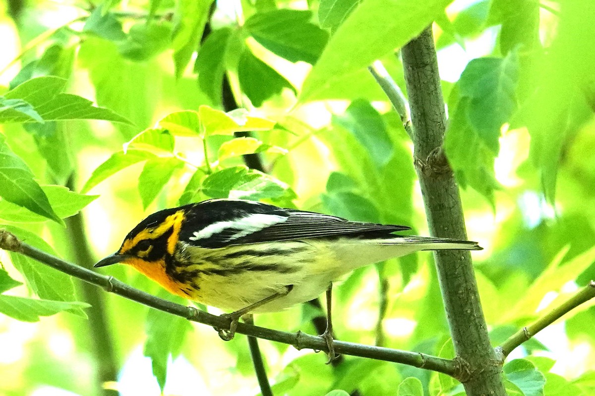 Blackburnian Warbler - Allison Graves