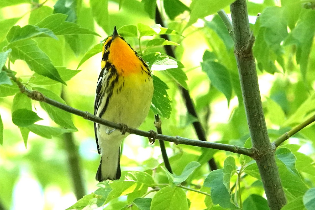 Blackburnian Warbler - Allison Graves