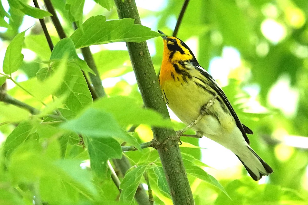 Blackburnian Warbler - Allison Graves