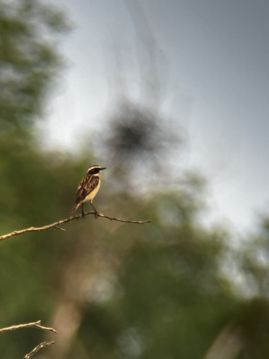 Whinchat - ML618818239