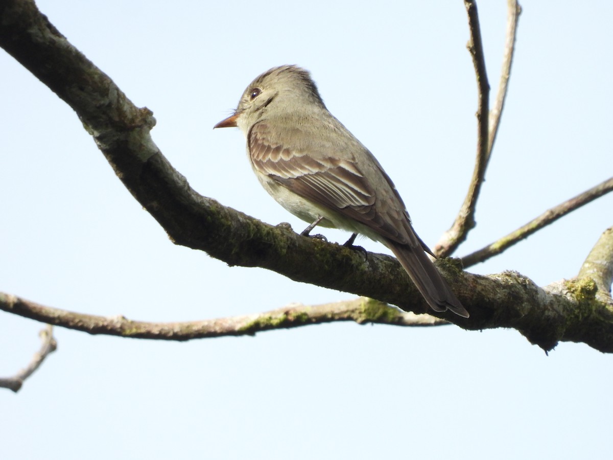 Eastern Wood-Pewee - Jose Bolaños