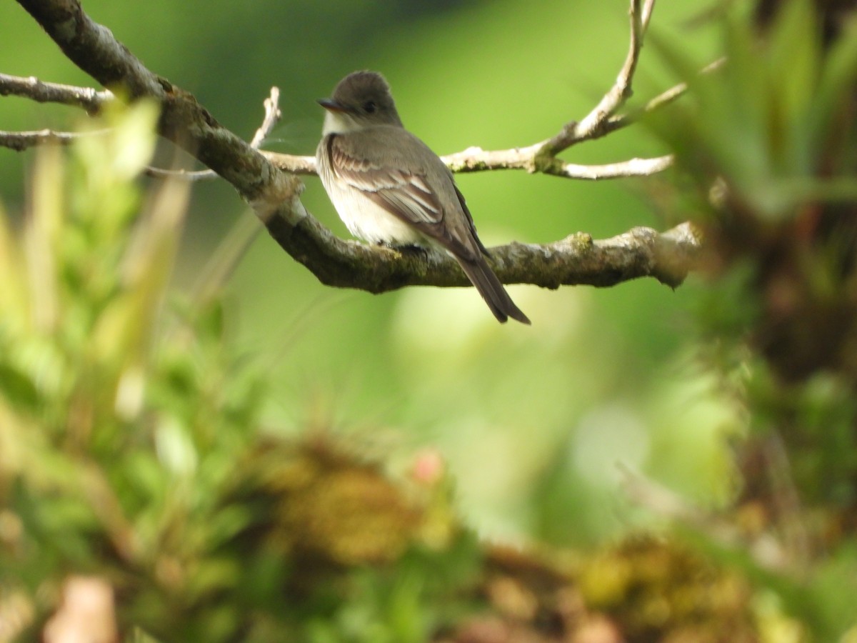 Eastern Wood-Pewee - Jose Bolaños