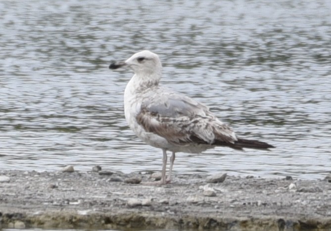 Yellow-legged Gull - NM Gatward