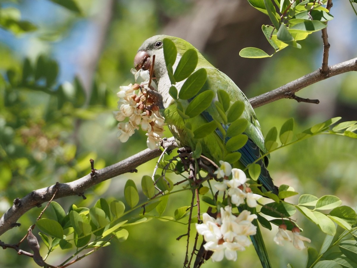 Monk Parakeet - Wendy Feltham