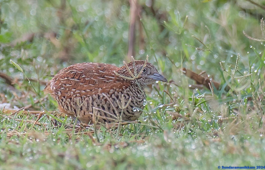 Barred Buttonquail - Sundara manikkam V R