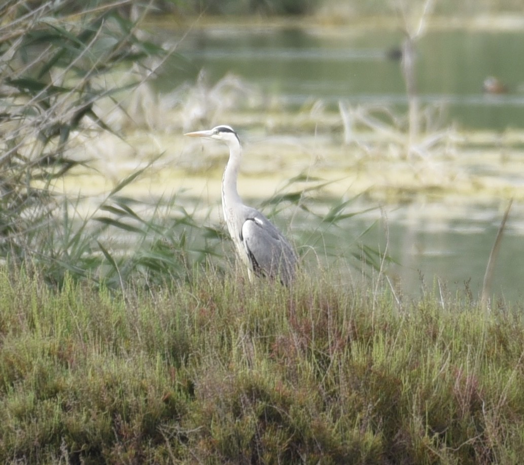 Gray Heron - NM Gatward