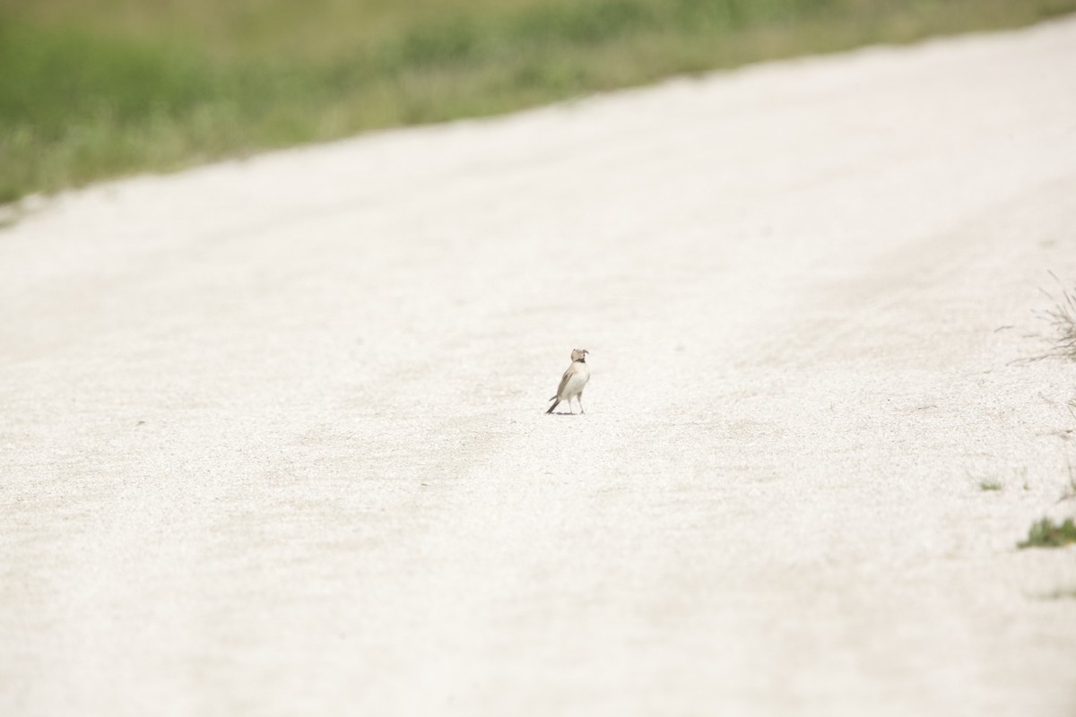 Horned Lark - Paul Miller