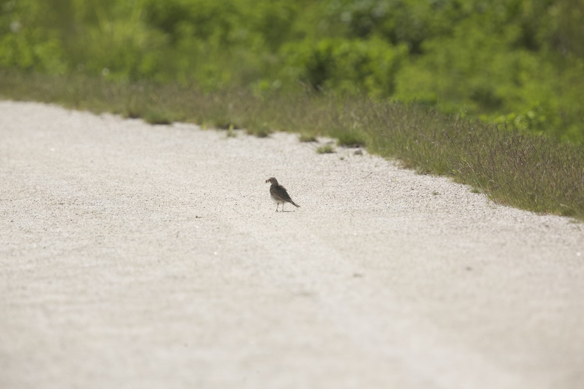 Horned Lark - Paul Miller