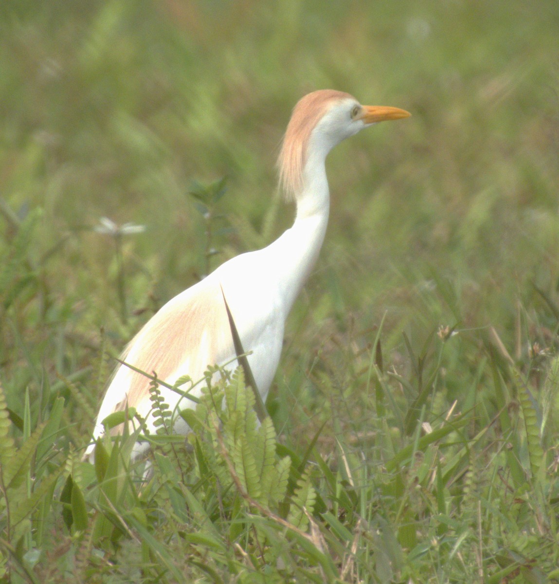 Western Cattle Egret - Beatriz Helena Pinzón Estupiñan