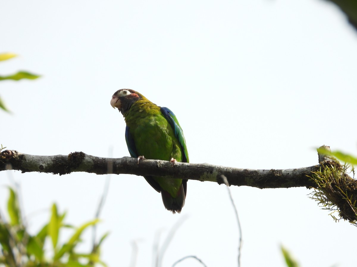 Brown-hooded Parrot - Jose Bolaños