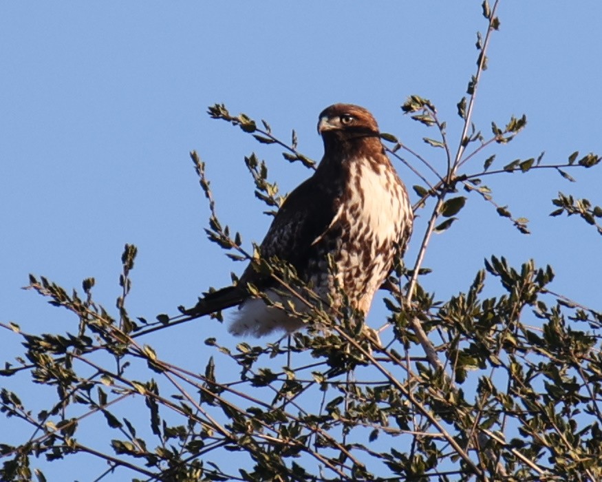 Red-tailed Hawk - Linda Dalton