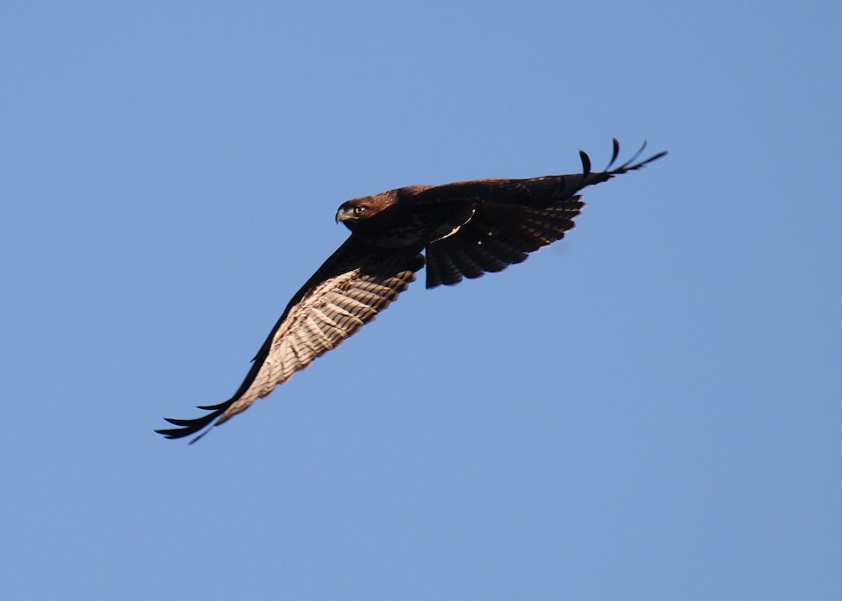 Red-tailed Hawk - Linda Dalton