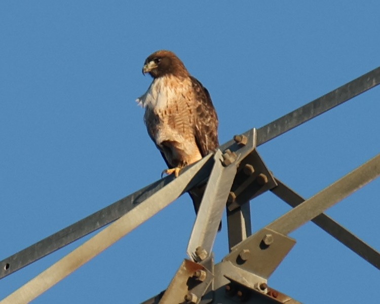 Red-tailed Hawk - Linda Dalton