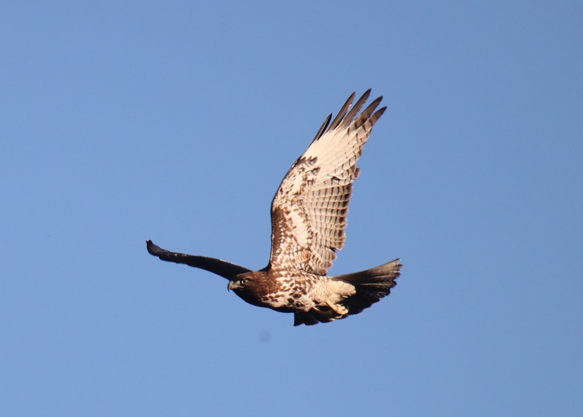 Red-tailed Hawk - Linda Dalton