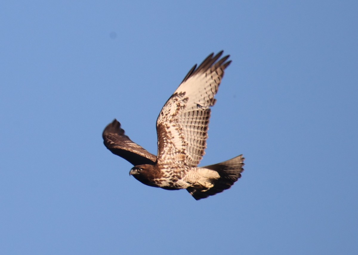 Red-tailed Hawk - Linda Dalton