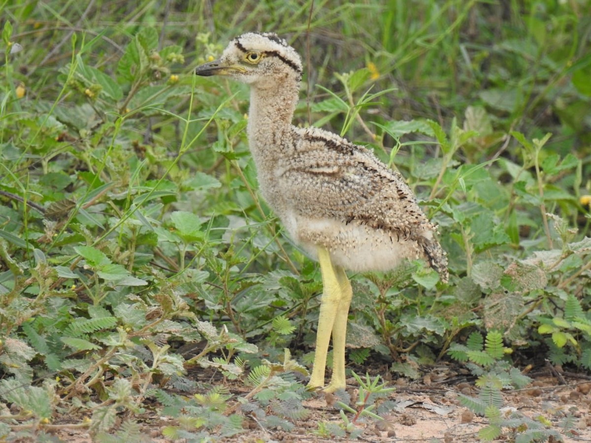 Double-striped Thick-knee - ML618818304