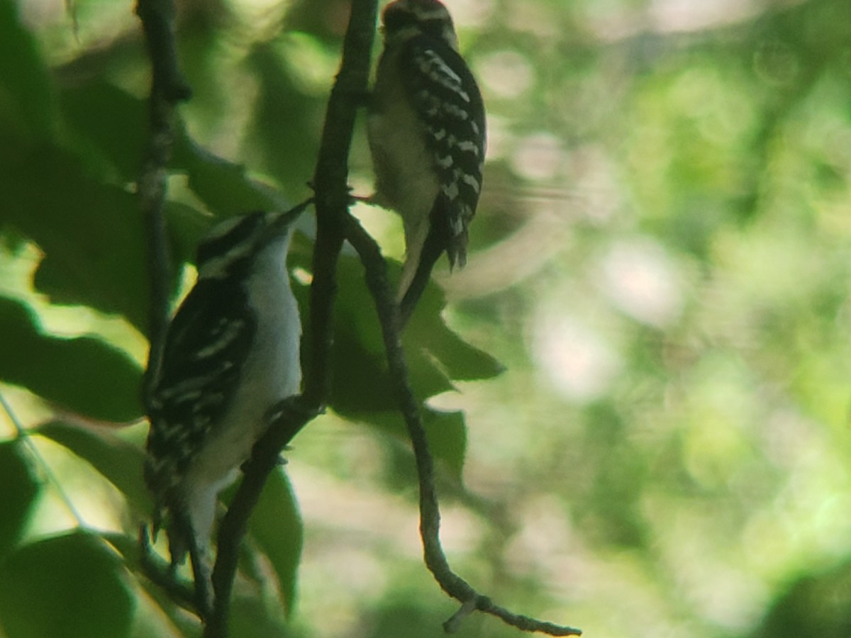 Downy Woodpecker - Michelle Spacek