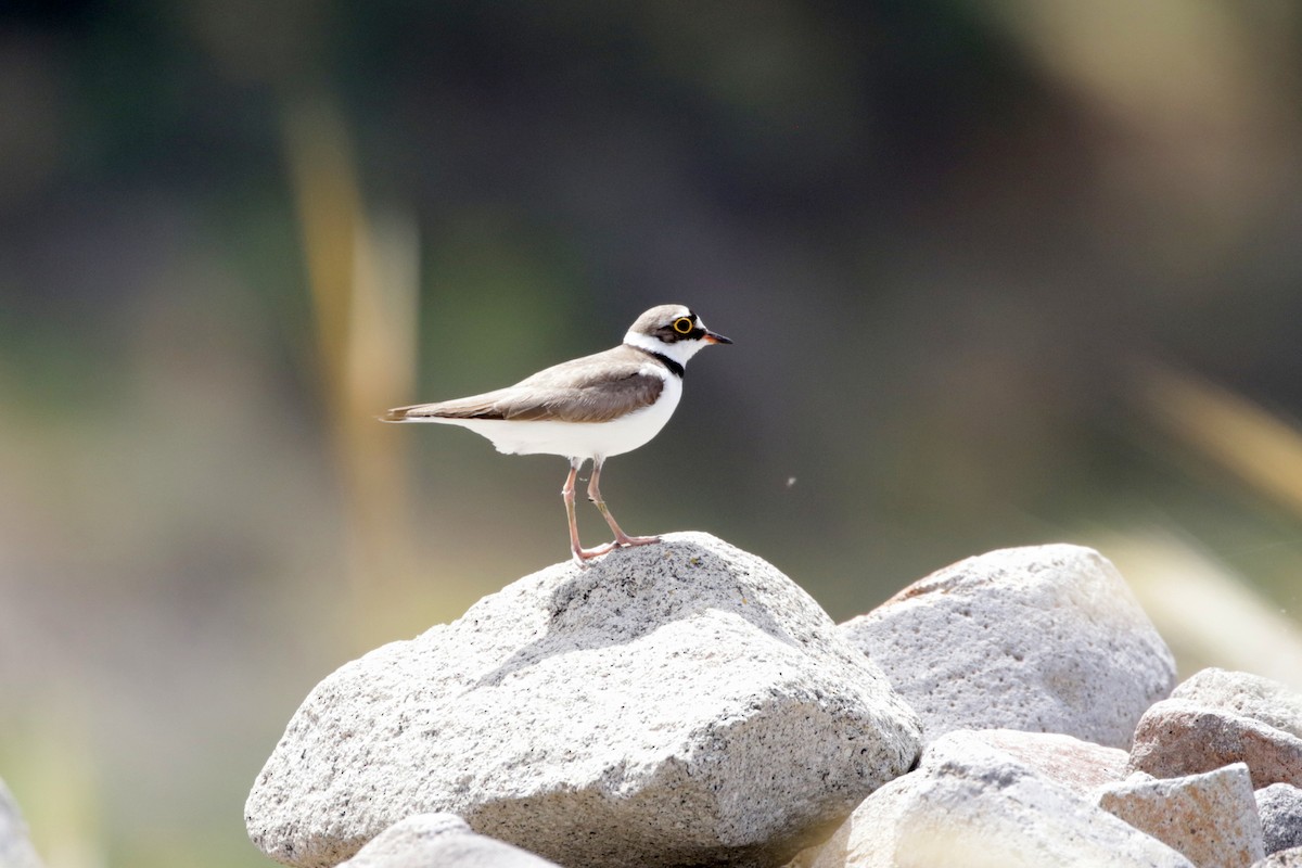 Little Ringed Plover - Olivier Laporte