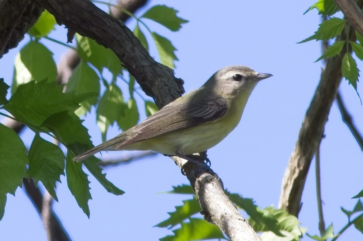 Warbling Vireo - Steve Nicolai