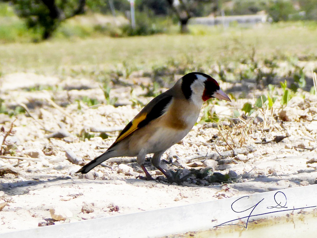 European Goldfinch - Joaquin Domenech Pastor