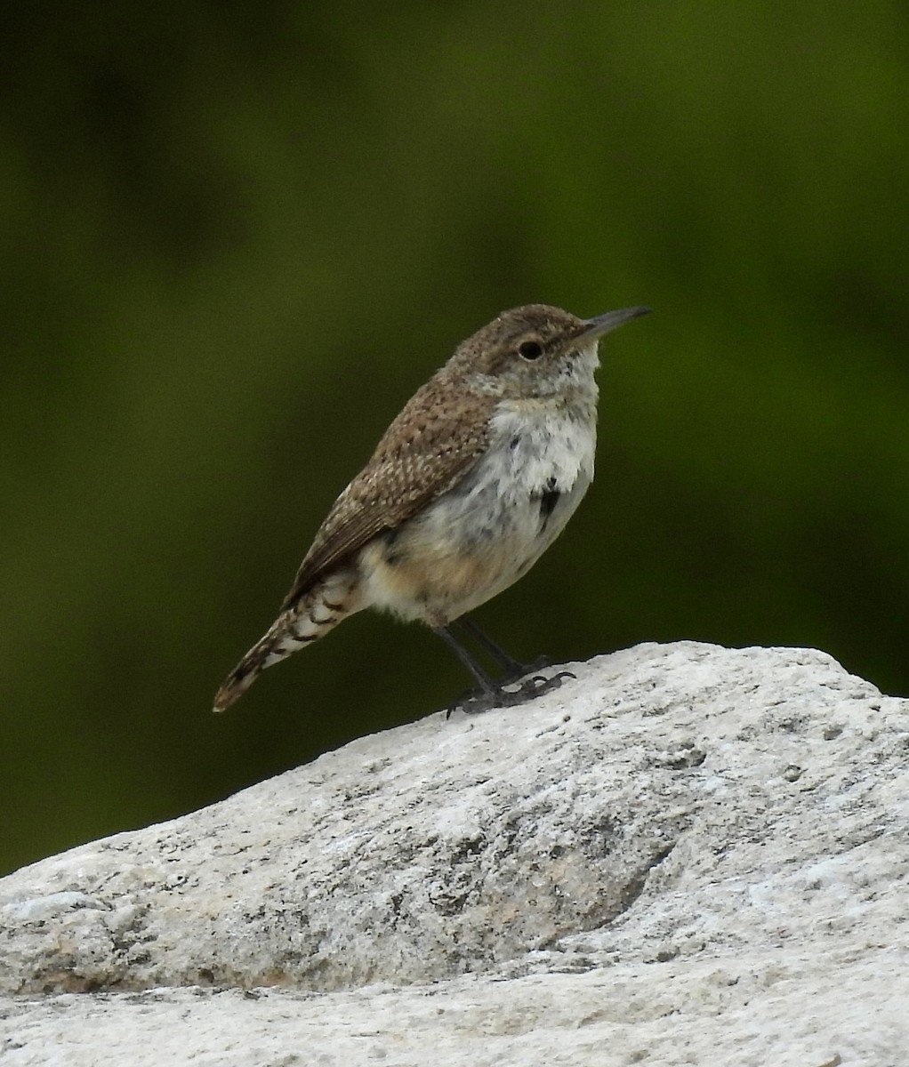 Rock Wren - Christopher Daniels