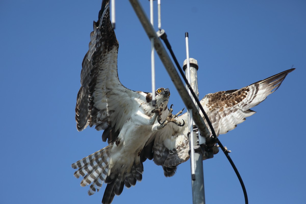 Osprey - Vince Capp