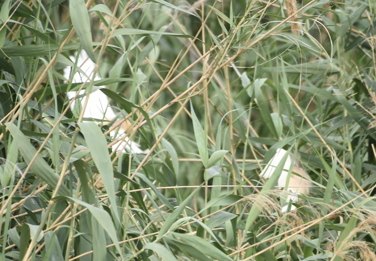 Squacco Heron - NM Gatward