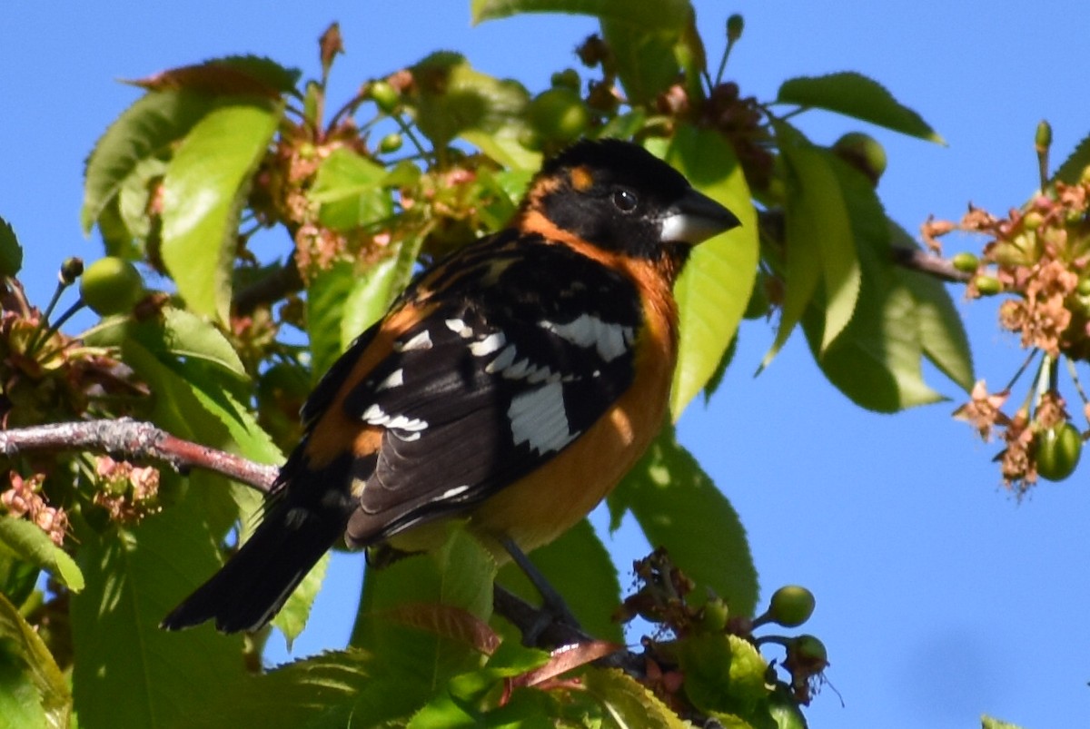 Black-headed Grosbeak - Darren Hall