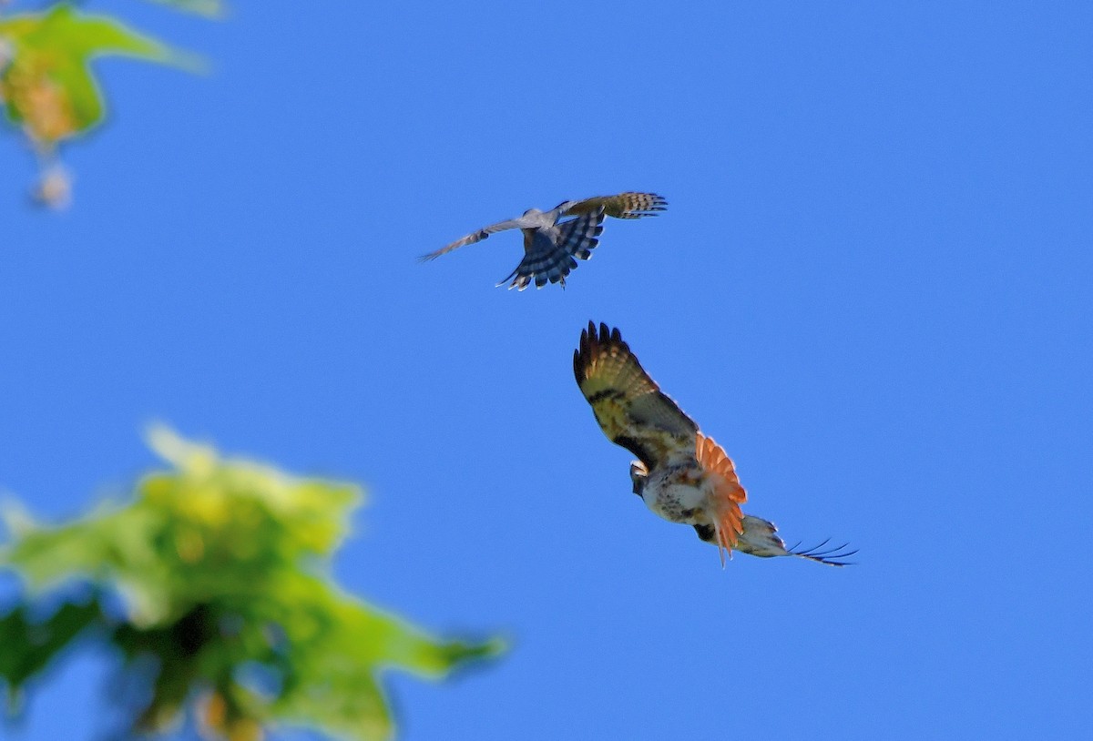 Cooper's Hawk - Carol Riddell