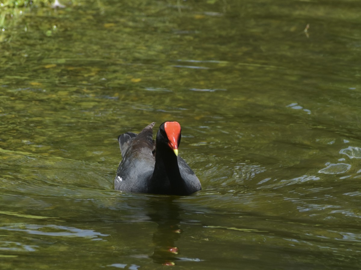 Common Gallinule - Jonathan Sellman