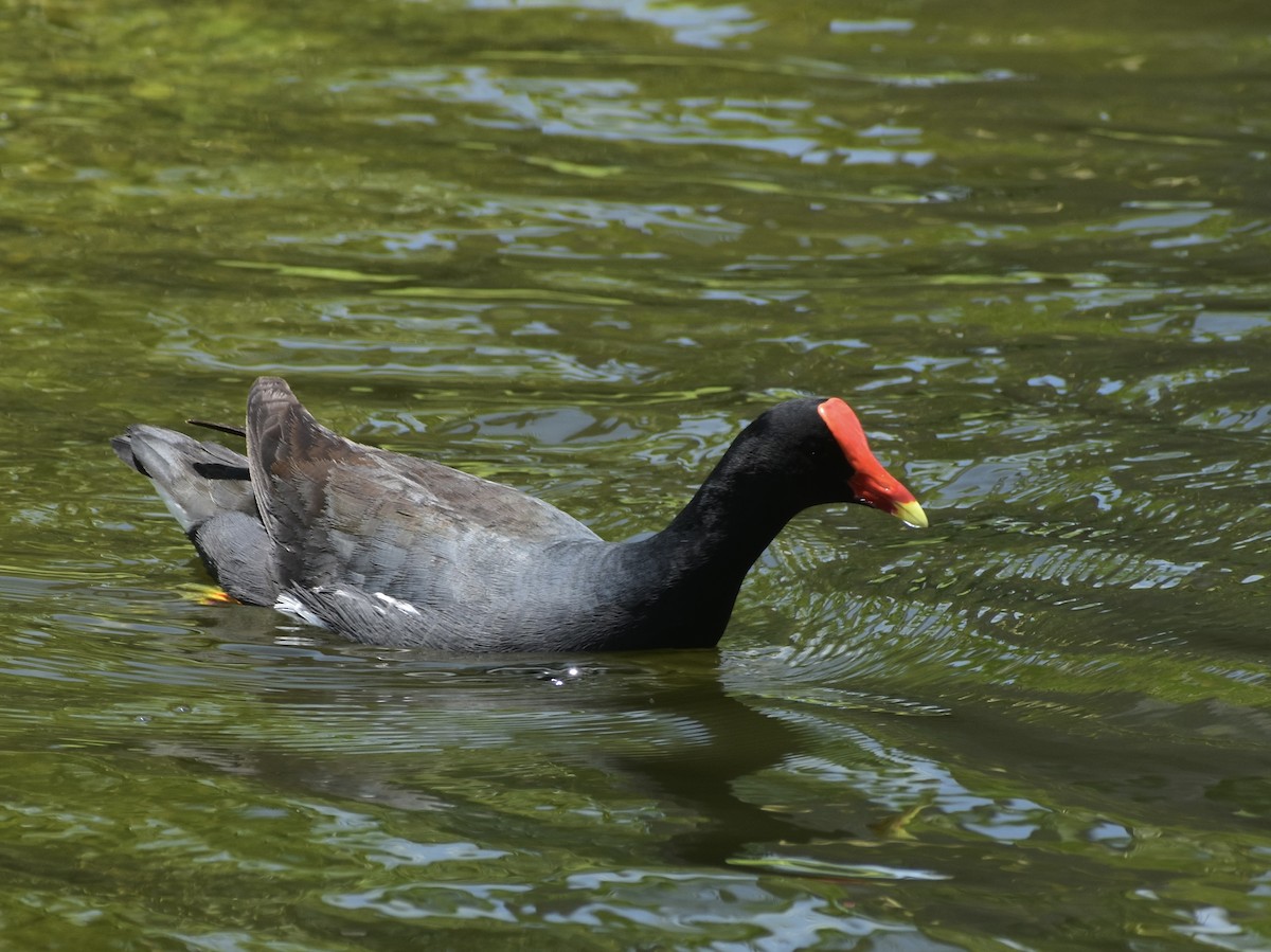 Common Gallinule - Jonathan Sellman